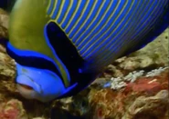 Talking with Animals (2002)