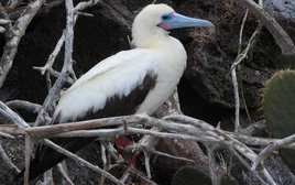 19795245482 5df22601b4 o