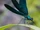 Beautiful Demoiselle