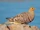 Namaqua Sandgrouse