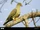 African Green Pigeon