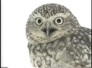 Amazing Animals (1996-1999)