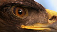 American Serengeti (2010)