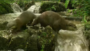 Animal Antics (1997-2015)