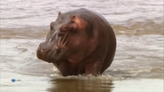 Animal Strategies (2004)