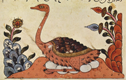 Arabian Ostrich (Extinct)