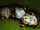 Honduran White Bat
