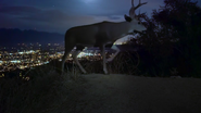 Earth at Night in Color Deer