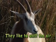 Flik's Musical Adventure at Disney's Animal Kingdom (1999)