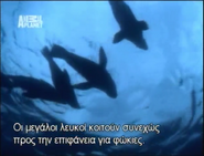 Hammerhead (2004)