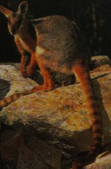 Black-flanked Rock Wallaby, NatureRules1 Wiki