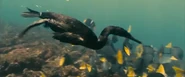 Oceans (2009)