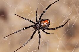 Redback 0