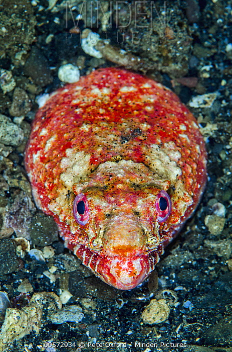 Reptilian Snake Eel | NatureRules1 Wiki | Fandom