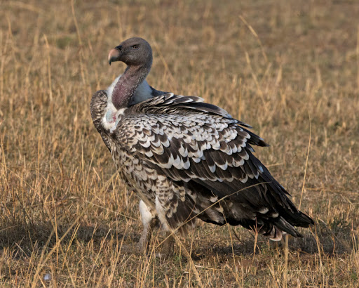 The Great Rift: Africa's Wild Heart - Wikipedia