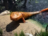 Tiktaalik