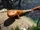 Tiktaalik