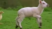 Domestic Sheep