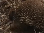 Wildest Australia (2005)