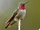 Broad-tailed Hummingbird