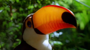 Andes to Amazon (2000)