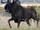 Black Wildebeest
