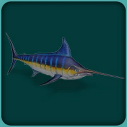 Atlantic blue marlin - Wikipedia