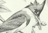 Belted Kingfisher, NatureRules1 Wiki