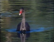 Incredible Journeys (1997)