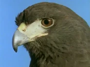 Killing for A Living (1993-1996)