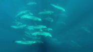 Oceans (2008)