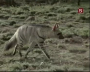 Serengeti Mosaic (1998)