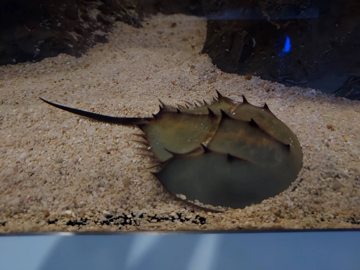 Japanese Horseshoe Crab NatureRules1 Wiki Fandom