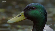 The Nature of Britain (2007)