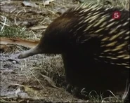 The Parenthood Game (1976)