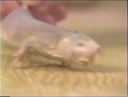 ZooLife with Jack Hanna (1993)