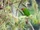 Red-fronted Parrotlet