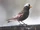 Black Rosy-finch
