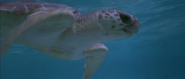 Flipper (1996)