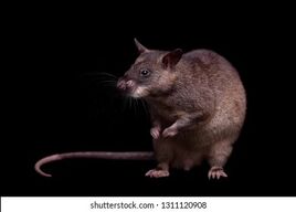Gambian-pouched-rat-3-years-260nw-1311120908