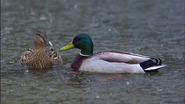 Great Migrations (2010)
