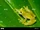 Reticulated Glass Frog