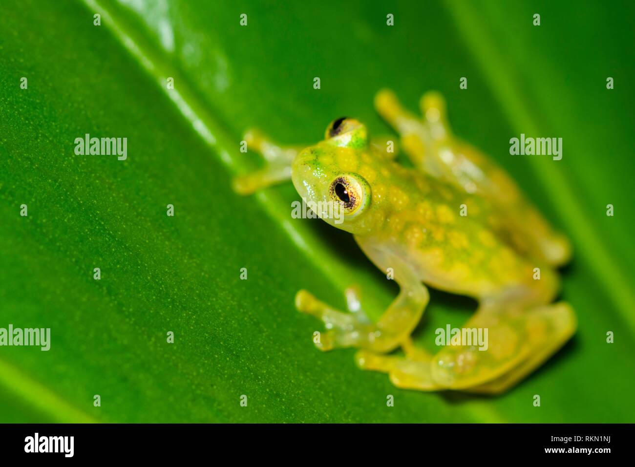 Glass frog - Wikipedia