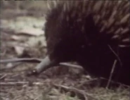 Madison's Adventures: Growing Up Wild (1992-1993)