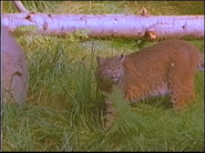 Northwest Treasures (1990)