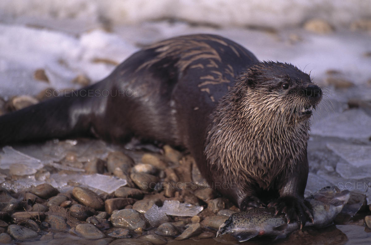 North American River Otter, NatureRules1 Wiki