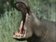 The First Eden (1987)
