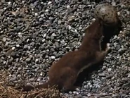 White Wilderness (1958)