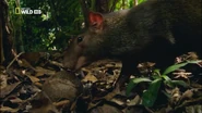 Wild Untamed Brazil (2014)
