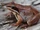 Wood Frog